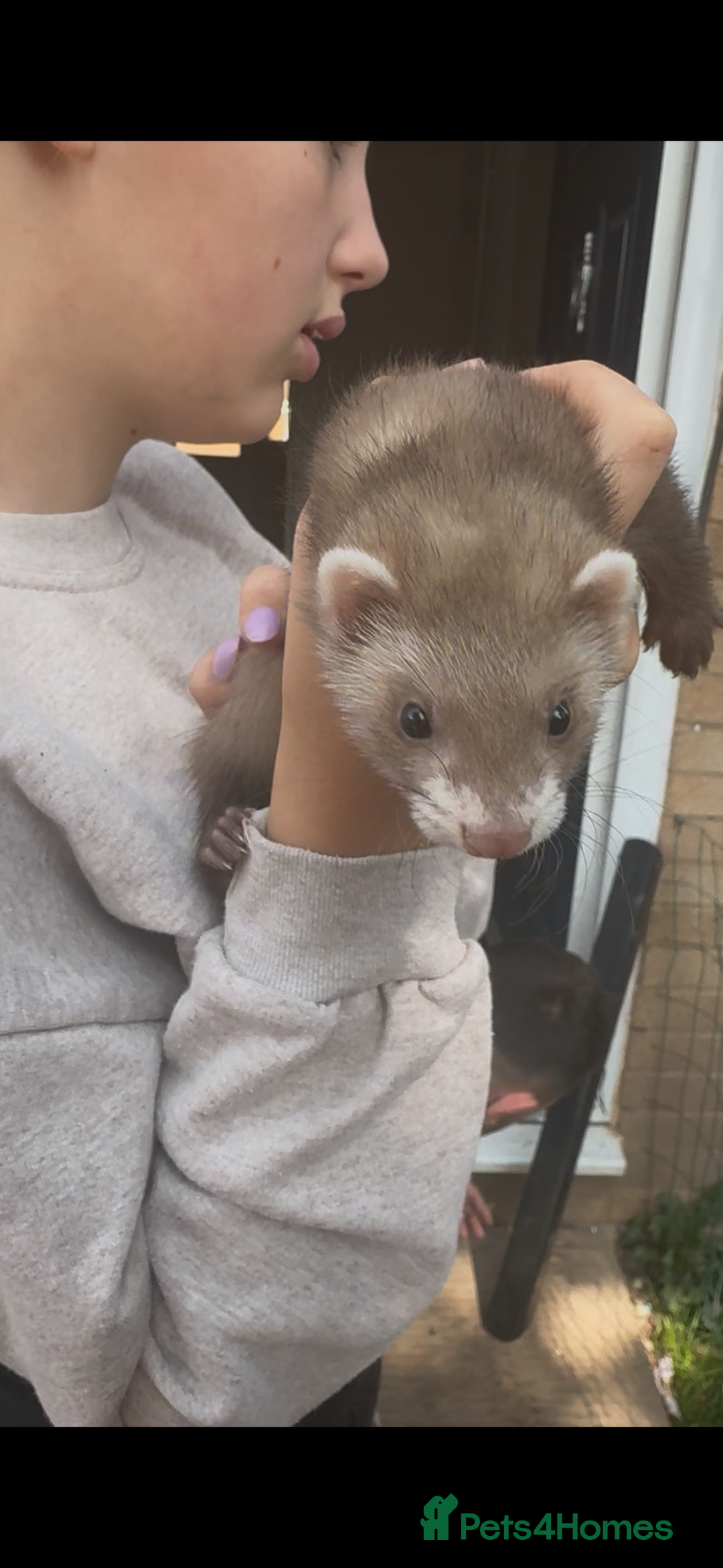 Ferret rodents for sale: Baby ferrets - Image 4