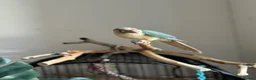 Conures birds for sale: Friendly Conure for Sale - Advert 2