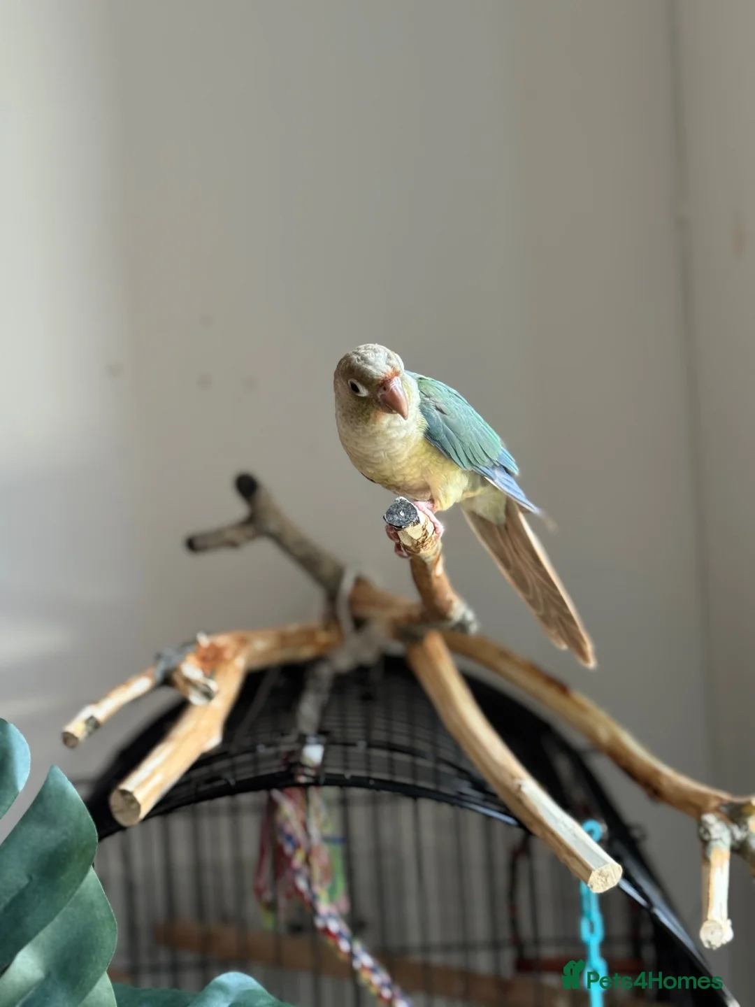 Conures birds for sale: Friendly Conure for Sale - Advert 2