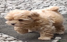 Maltipoo dogs for sale: Adorable Maltipoo Puppies, cream/red M&F - Image 14