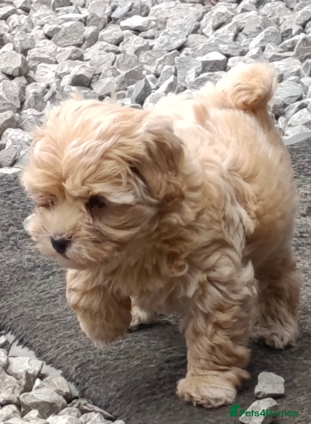 Maltipoo dogs for sale: Adorable Maltipoo Puppies, cream/red M&F - Image 14