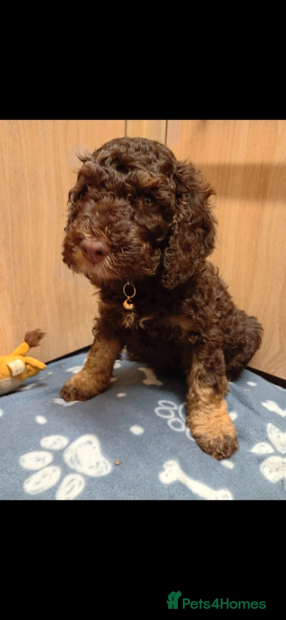 Cockapoo dogs *READY NOW * Litter of Merle Cockapoo Puppies - Advert 18