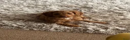 Cockapoo dogs for sale: Beautiful F1 Cockapoo girls - Advert 2