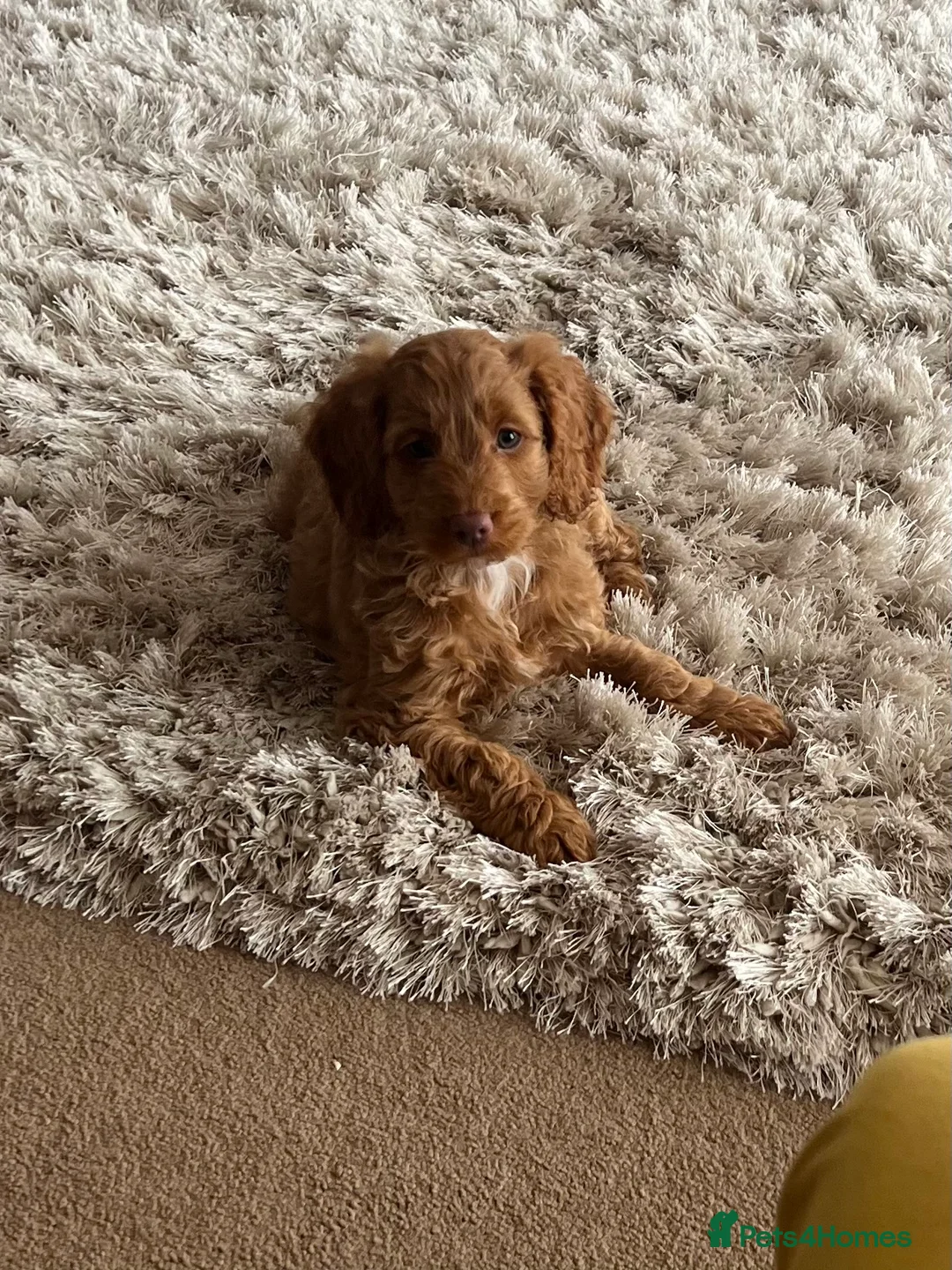Cockapoo dogs for sale: Beautiful F1 Cockapoo girls - Advert 2