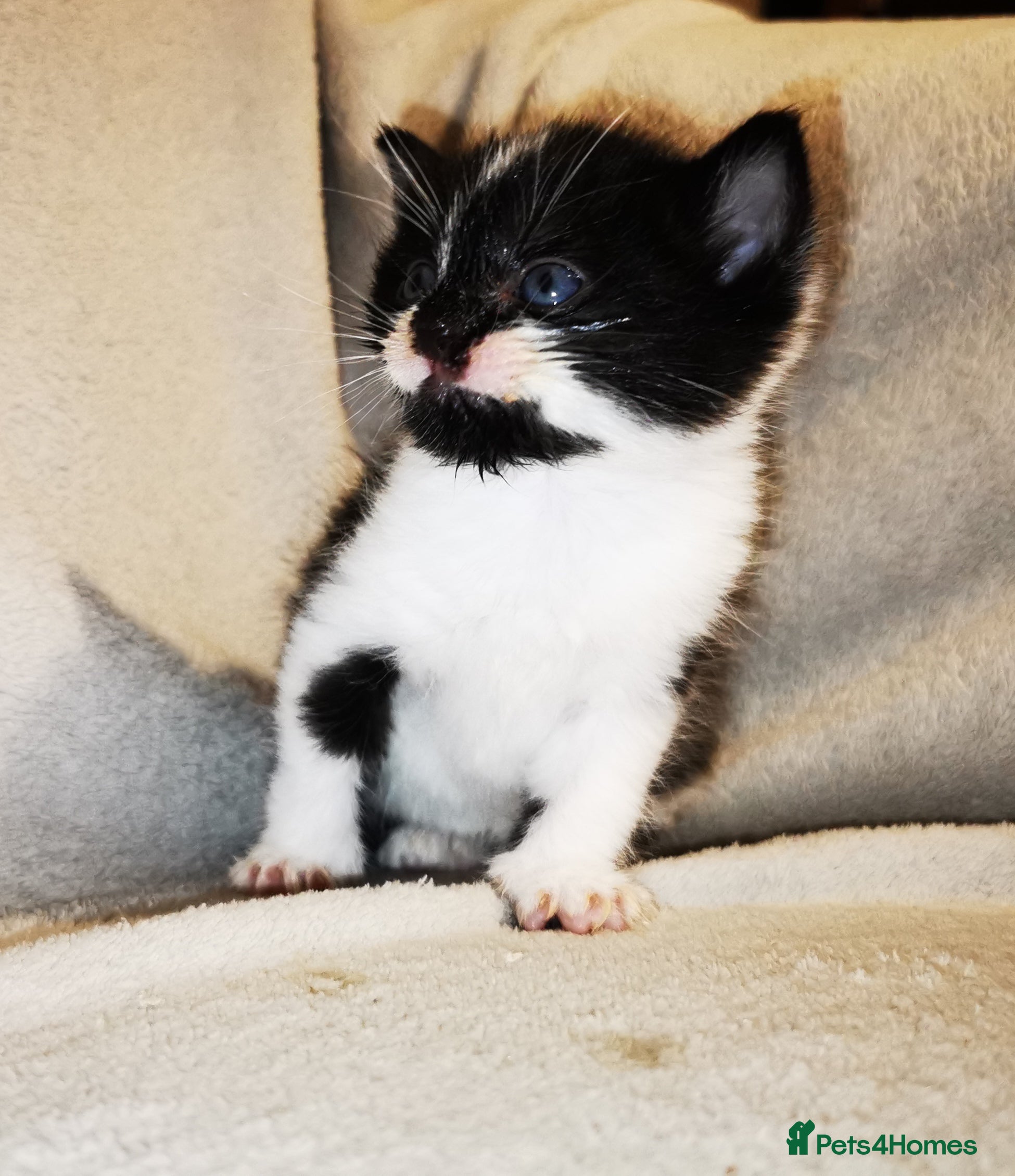 Russian Blue cats Kittens for sale - Advert 1