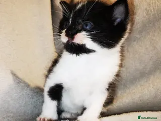 Russian Blue cats Kittens for sale - Advert 1