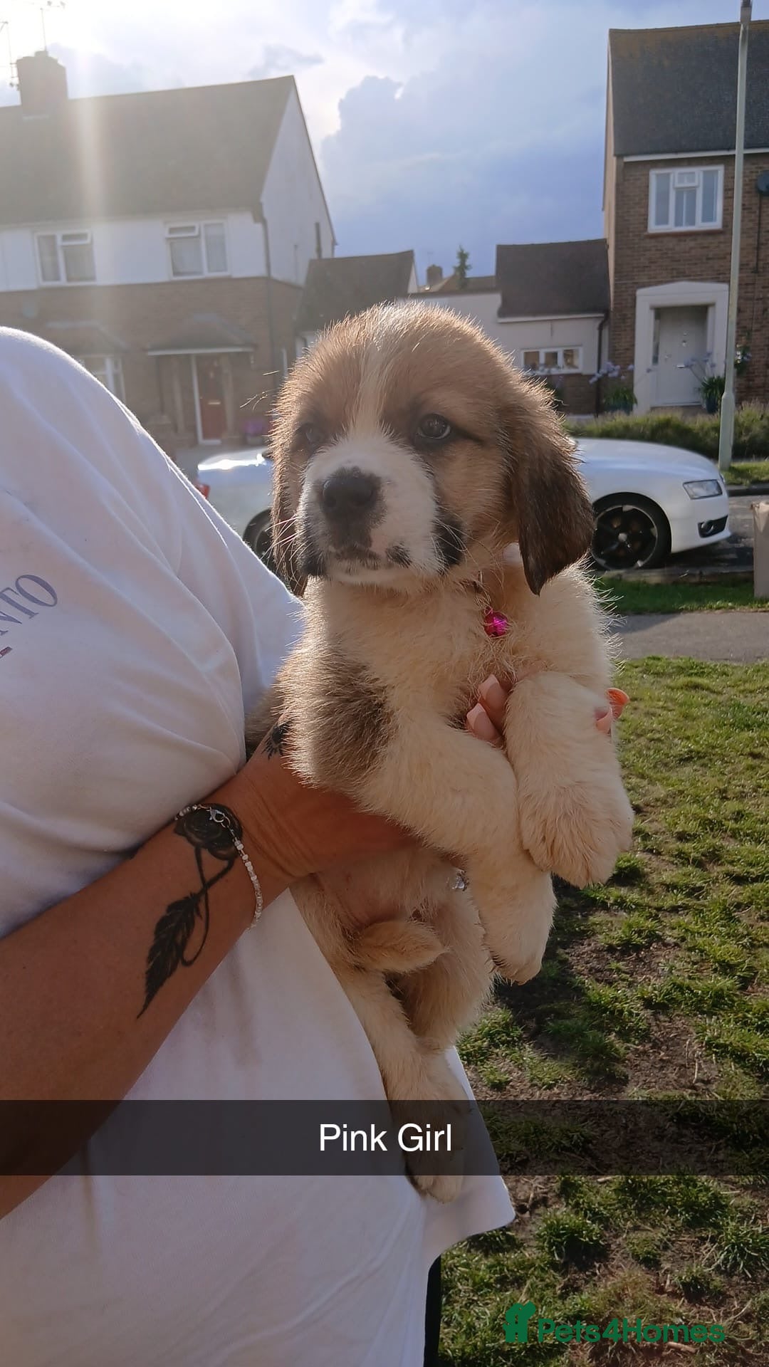 Saint Bernard dogs for sale: Saint Bernard puppies  - Image 8