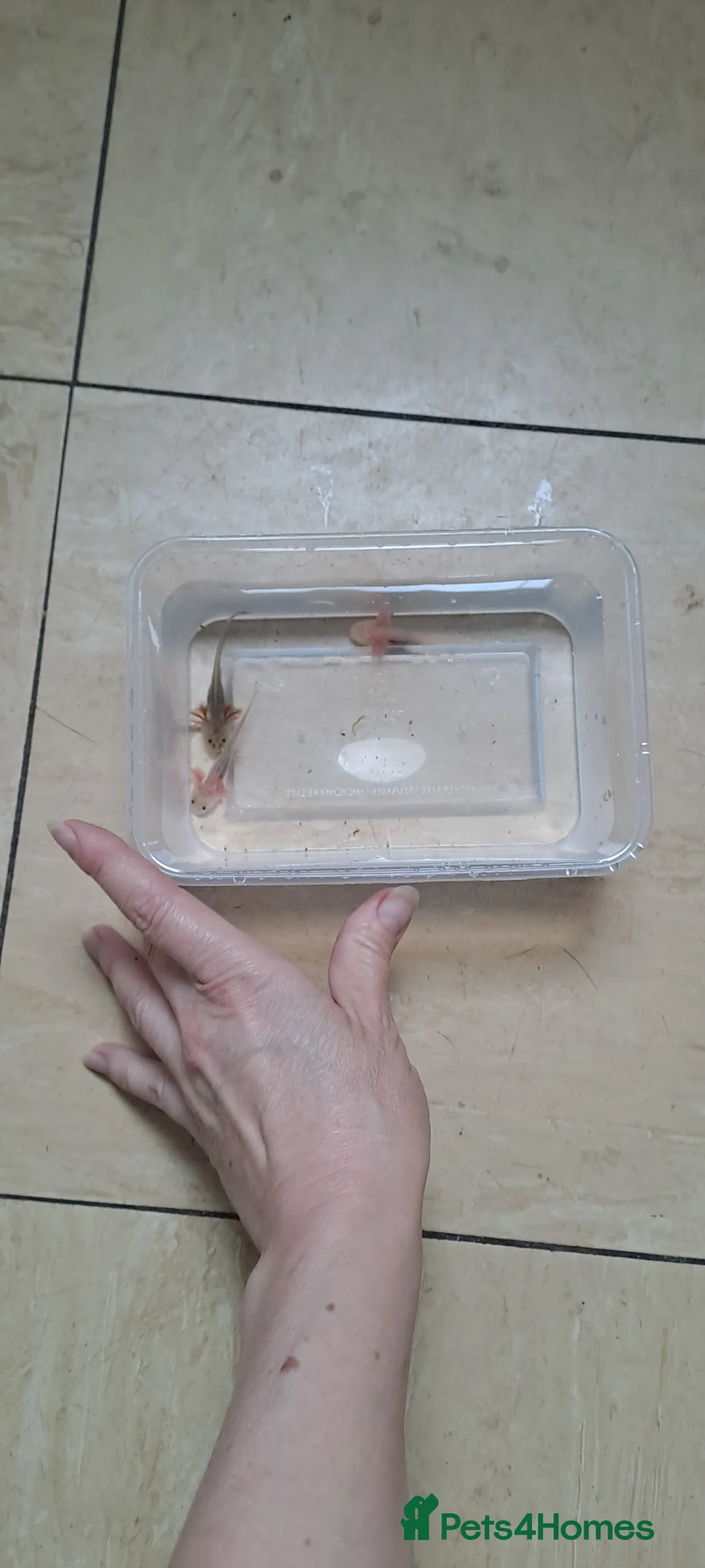 Axolotl reptiles for sale: Baby axolotls - Advert 40