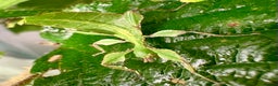 Stick Insects invertebrates for sale: Cryptophyllium limogesi nymphs (leaf insects) - Advert 4