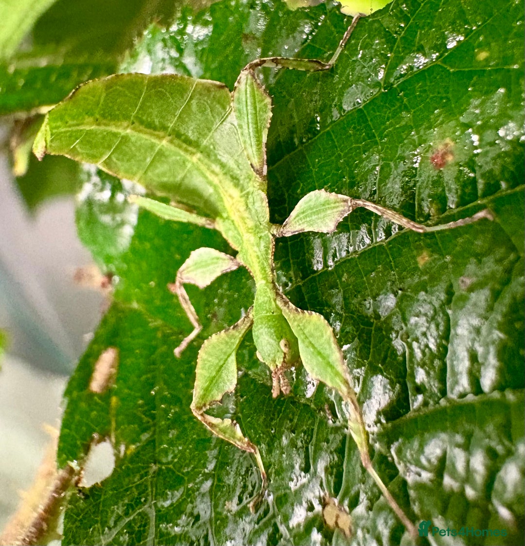 Stick Insects invertebrates for sale: Cryptophyllium limogesi nymphs (leaf insects) - Image 4