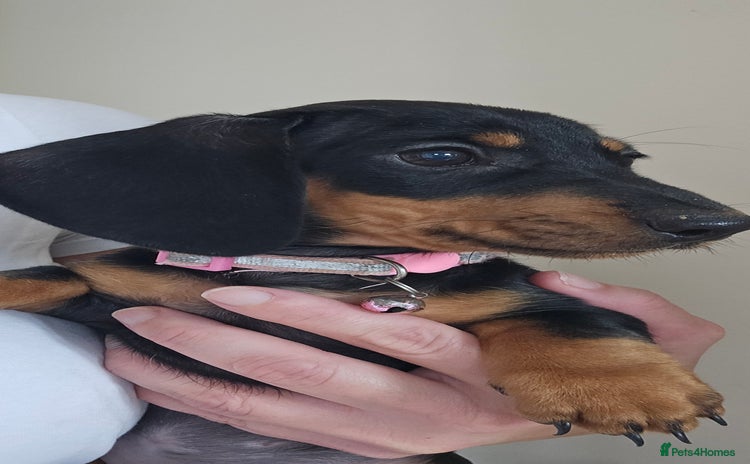 Dachshund dogs - Advert 10
