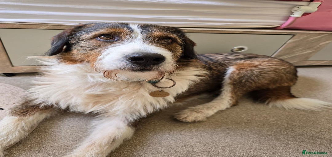 Gallery Image {{count}}