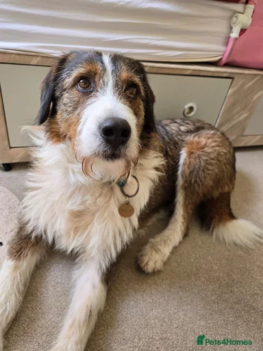 Gallery Image {{count}}