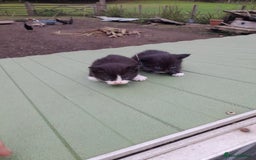 Aegean cats for sale: Agean x Kittens for sale - Image 22