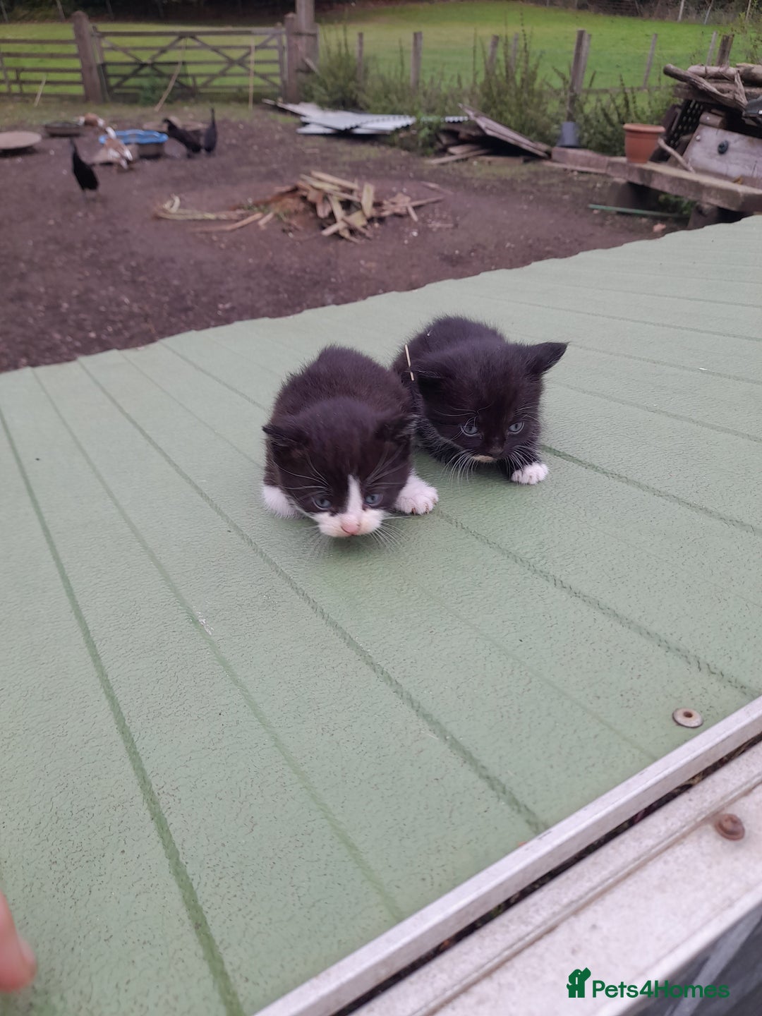 Aegean cats for sale: Agean x Kittens for sale - Image 22