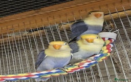 Lovebirds birds for sale: Pair of lovebirds  - Image 1
