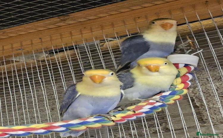 Lovebirds birds - Advert 1