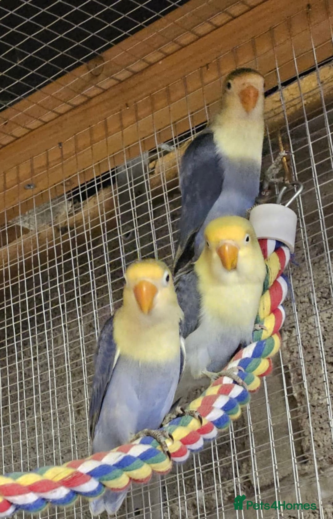 Lovebirds birds for sale: Pair of lovebirds  - Image 1