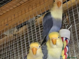 Lovebirds birds - Advert 2