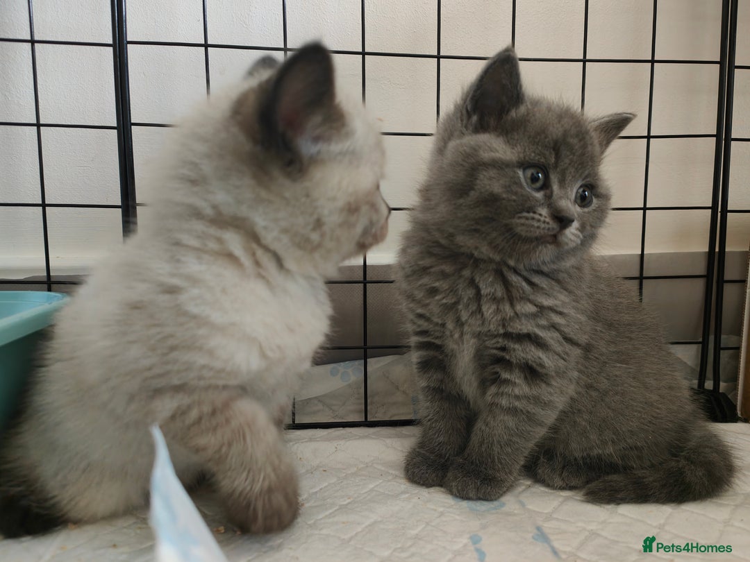 British Shorthair cats for sale: British Shorthair Kittens - Image 23