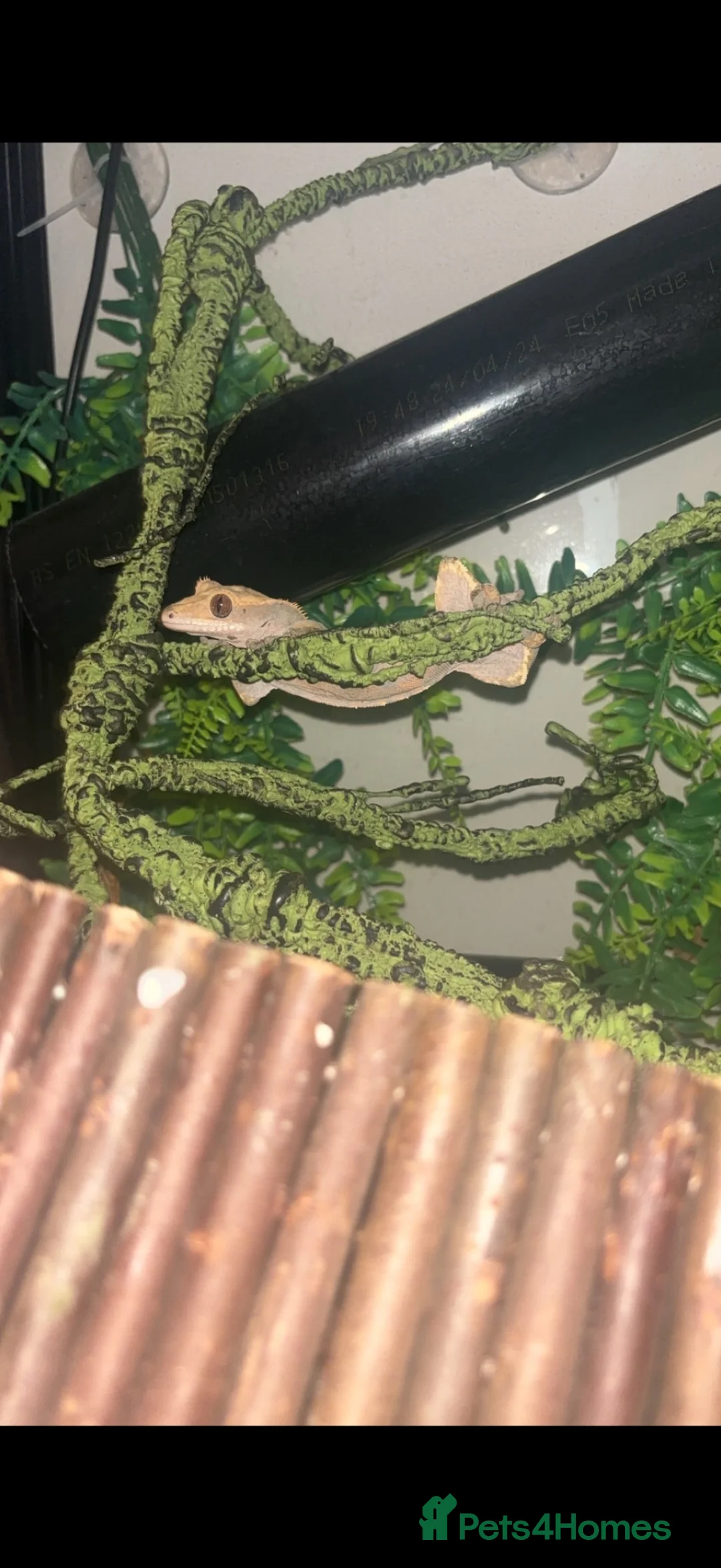 Gecko reptiles for sale: leopard and crested geckos for sale + enclosures  in Ely - Advert 2