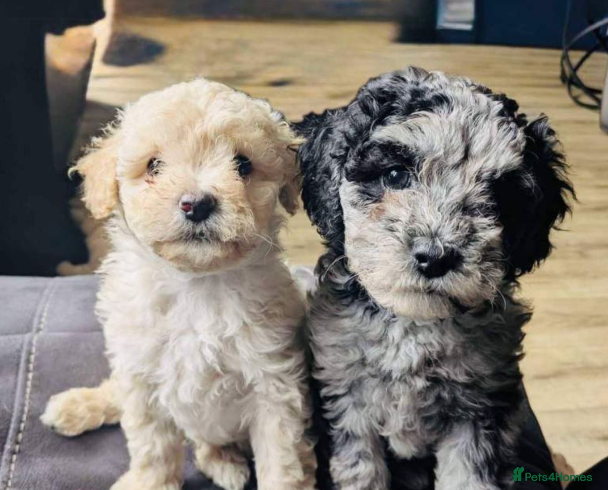 Shihpoo dogs Adorable Shihpoo Puppies for Loving Forever Homes  - Advert 2