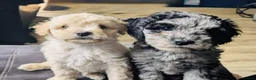 Shihpoo dogs for sale: Adorable Shihpoo Puppies for Loving Forever Homes  in Leicester - Advert 1