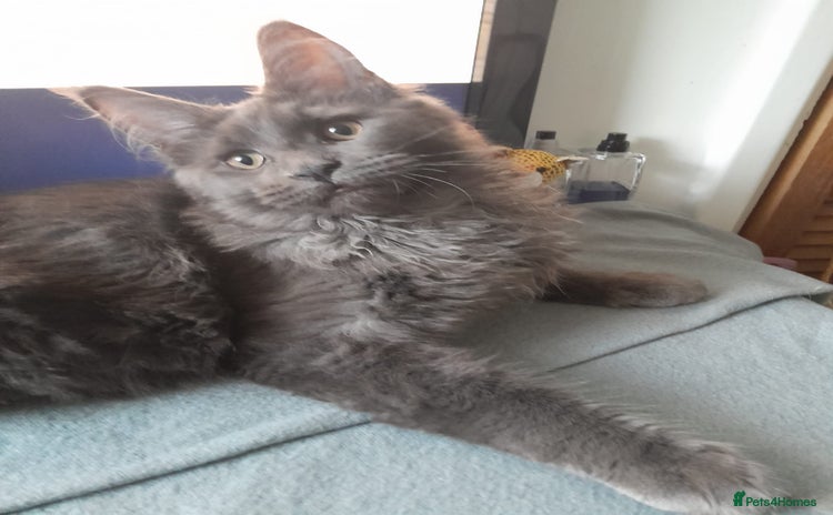 Maine Coon cats solid blue+ maine coon 1boy 3girls TICA - Advert 7