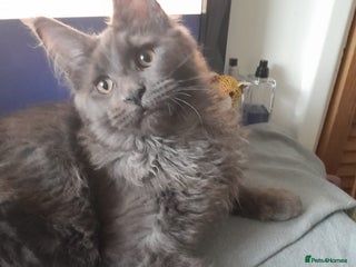 Maine Coon cats solid blue+ maine coon 1boy 3girls TICA - Advert 5