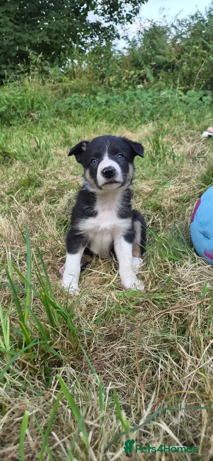 Border Collie dogs Border collie puppies  - Advert 2