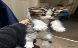 British Shorthair cats for sale: 3 beautiful boys and 1 girl - Image 6