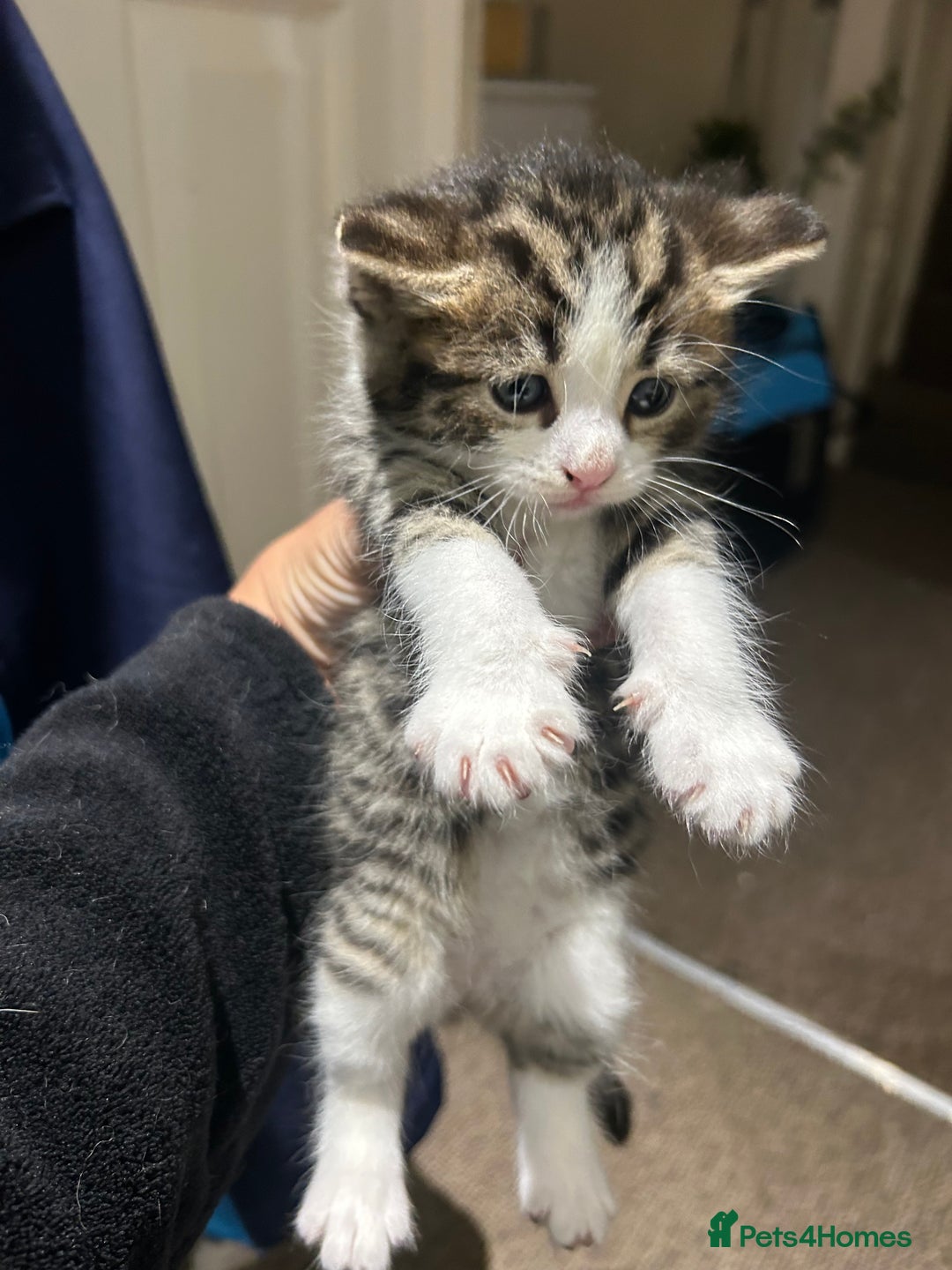 British Shorthair cats for sale: 3 beautiful boys and 1 girl - Image 6