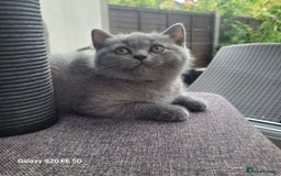 British Shorthair cats for sale: Beautifully british shorthair  kittens ready to go - Image 15