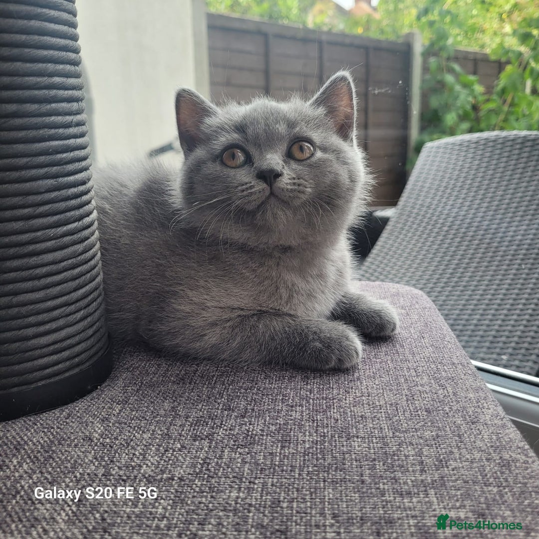 British Shorthair cats for sale: Beautifully british shorthair  kittens ready to go - Image 15