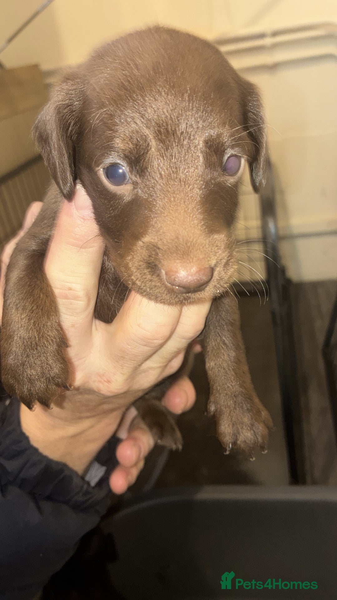 Mixed Breed dogs for sale: Patterdale/dashound  - Image 5