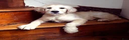 Goldendoodle dogs for stud: Proven F1 Goldendoodle for Stud in Penzance - Advert 21