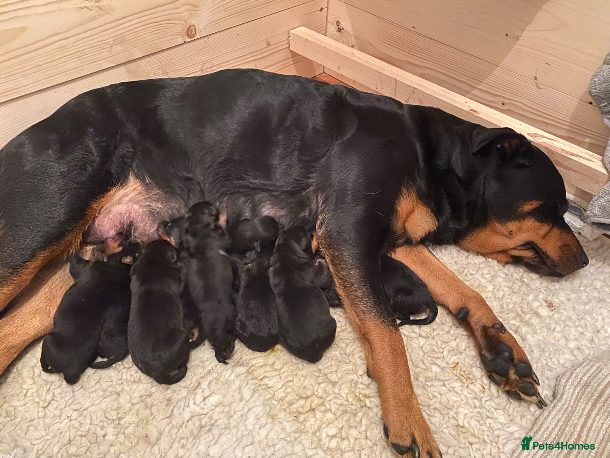 Rottweiler dogs Kasire and Calien’s stunning Rottweiler babies  - Advert 1