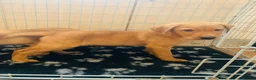 Labrador Retriever dogs for sale: Litter of golden retriever puppies READY TO LEAVE in Bradford - Advert 8
