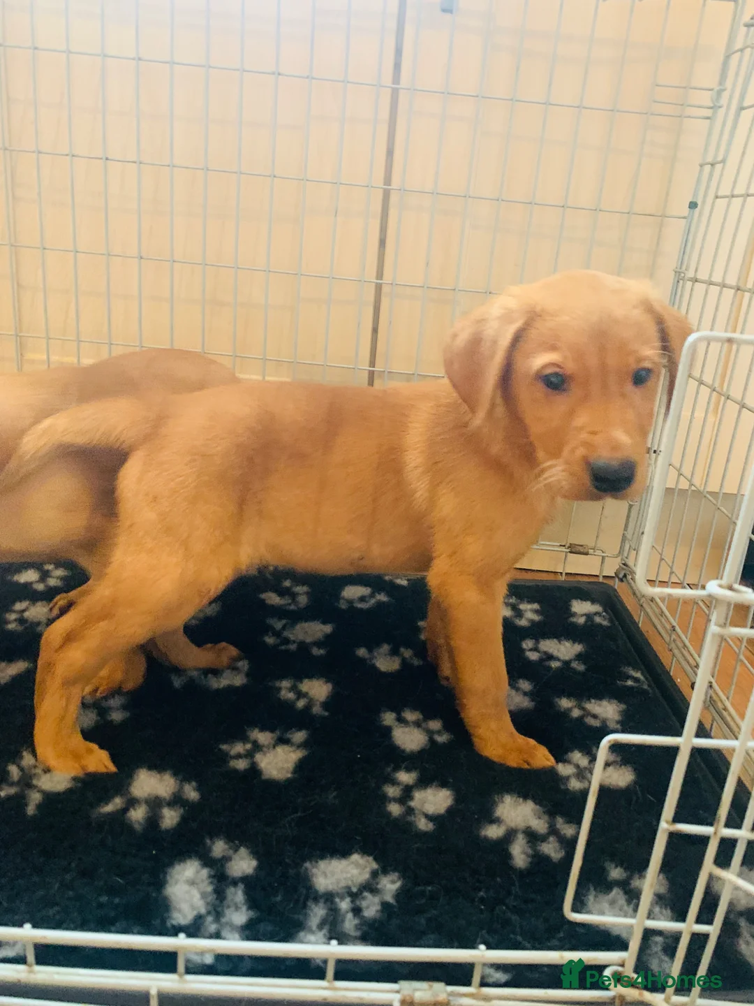 Labrador Retriever dogs for sale: Litter of golden retriever puppies READY TO LEAVE in Bradford - Advert 8