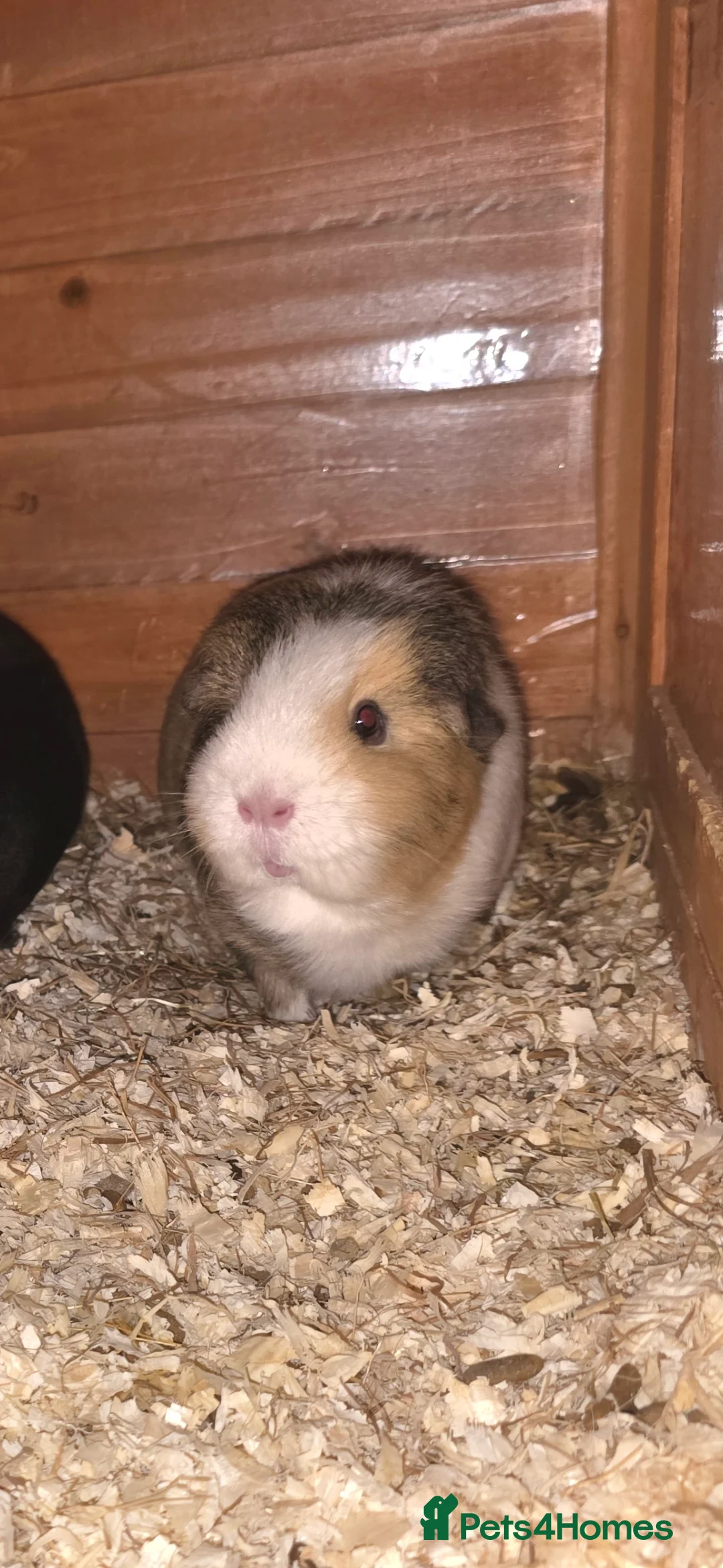 Guinea Pig rodents for sale: 2 males 2 females  - Advert 7