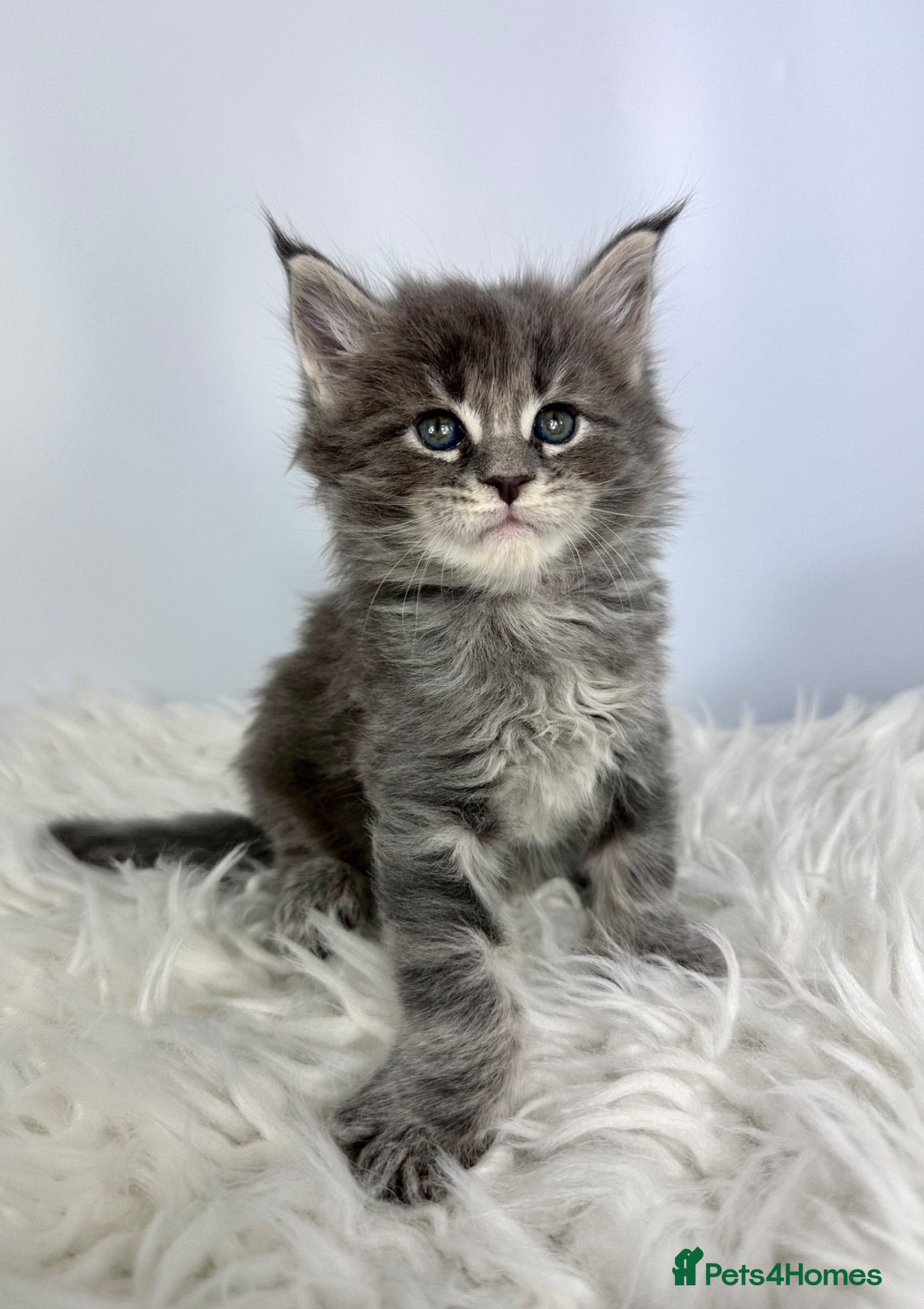 Maine Coon cats ✨7 Gorgeous Pure Breed Maine Coon Kittens✨ - Advert 1