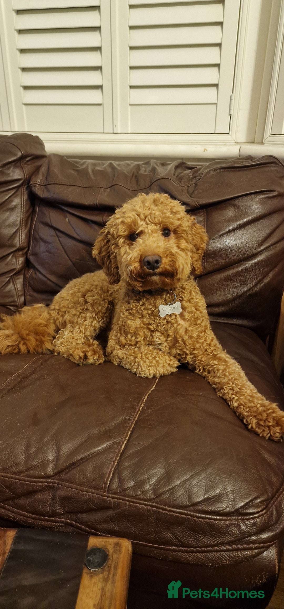 Cockapoo dogs for sale: Apricot coloured cockapoo boy - Advert 8