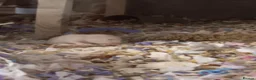 Hamster rodents for sale: Beautiful Syrian hamster babies - Advert 8