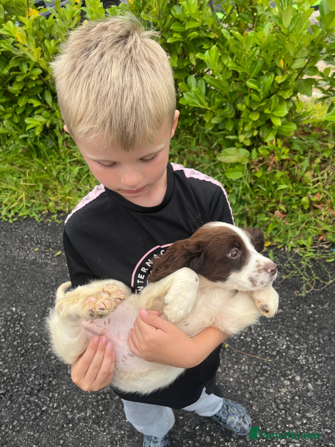 Sprocker dogs for sale: Beautiful Sprocker Puppies  - Image 2
