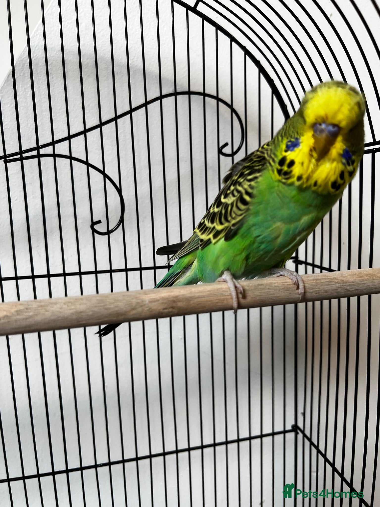 Budgerigars birds Beautiful Home Bred Young Budgies - Advert 18