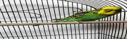 Budgerigars birds for sale: Beautiful Home Bred Young Budgies - Advert 1