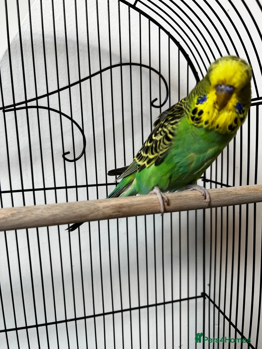 Budgerigars birds for sale: Beautiful Home Bred Young Budgies - Advert 1