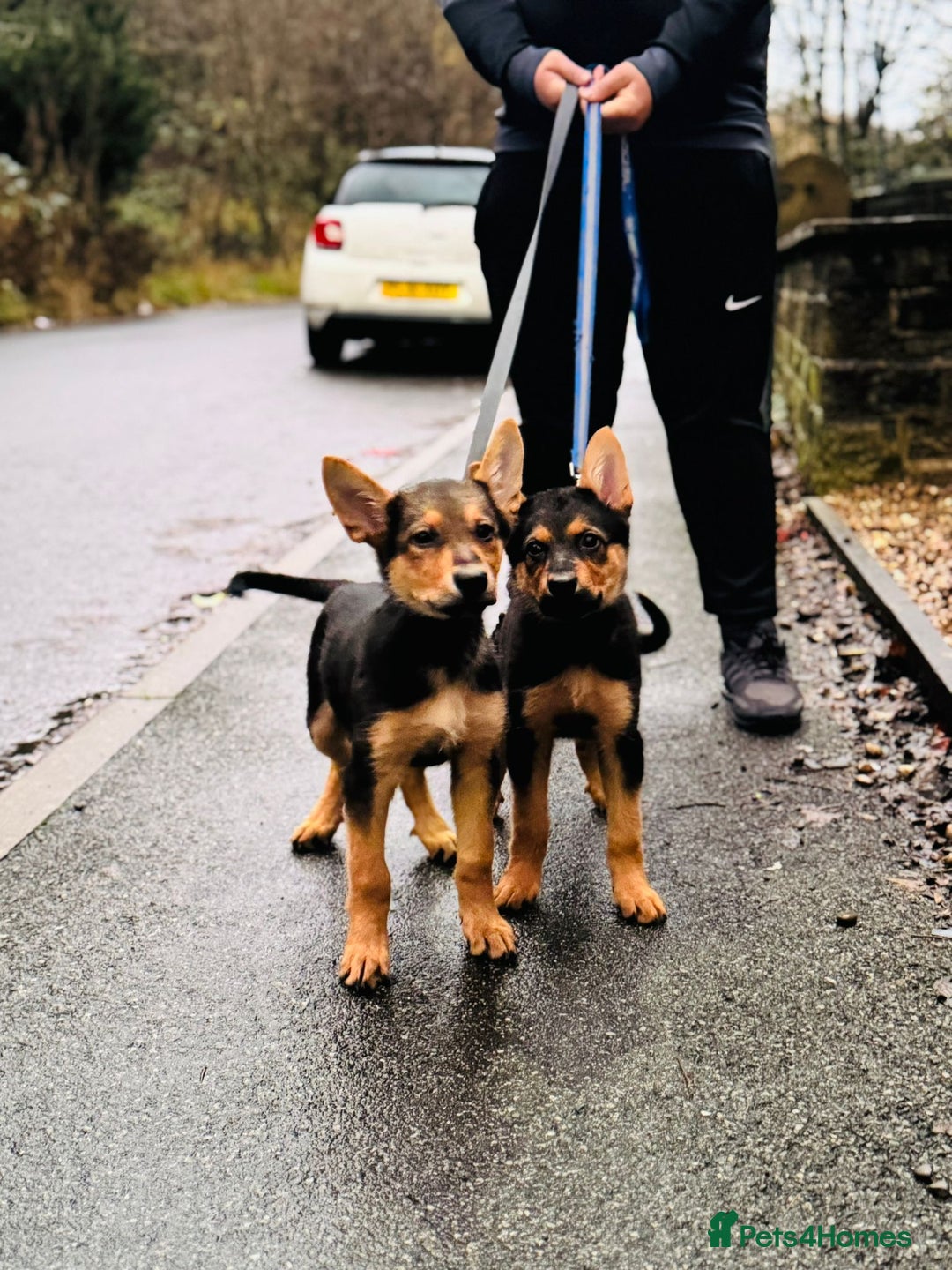 German Shepherd dogs for sale: Exceptional German Shepherd Girls - Advert 1