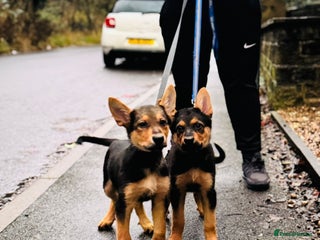 German Shepherd dogs Exceptional German Shepherd Girls - Advert 1