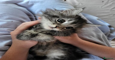 Maine Coon cats - Advert 4